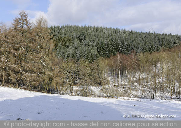 bois en hiver